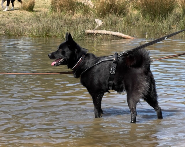 Ottar in pool