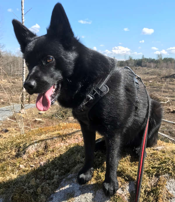 A “real” walk
