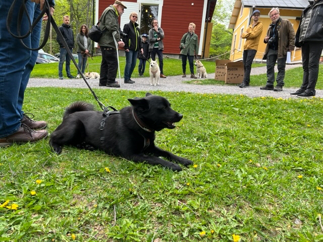 Buhunds träff