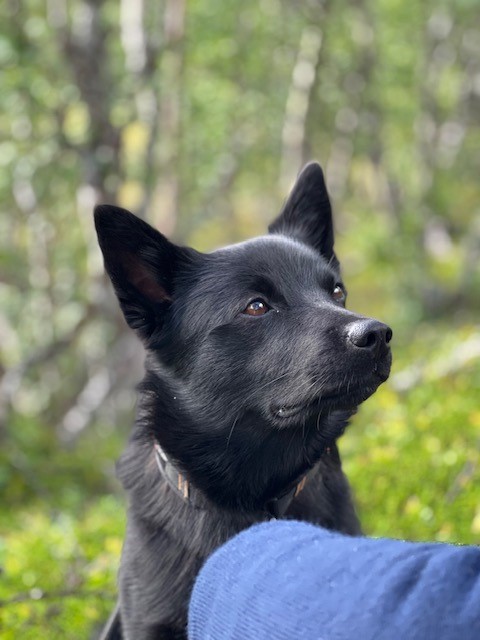 Buhund